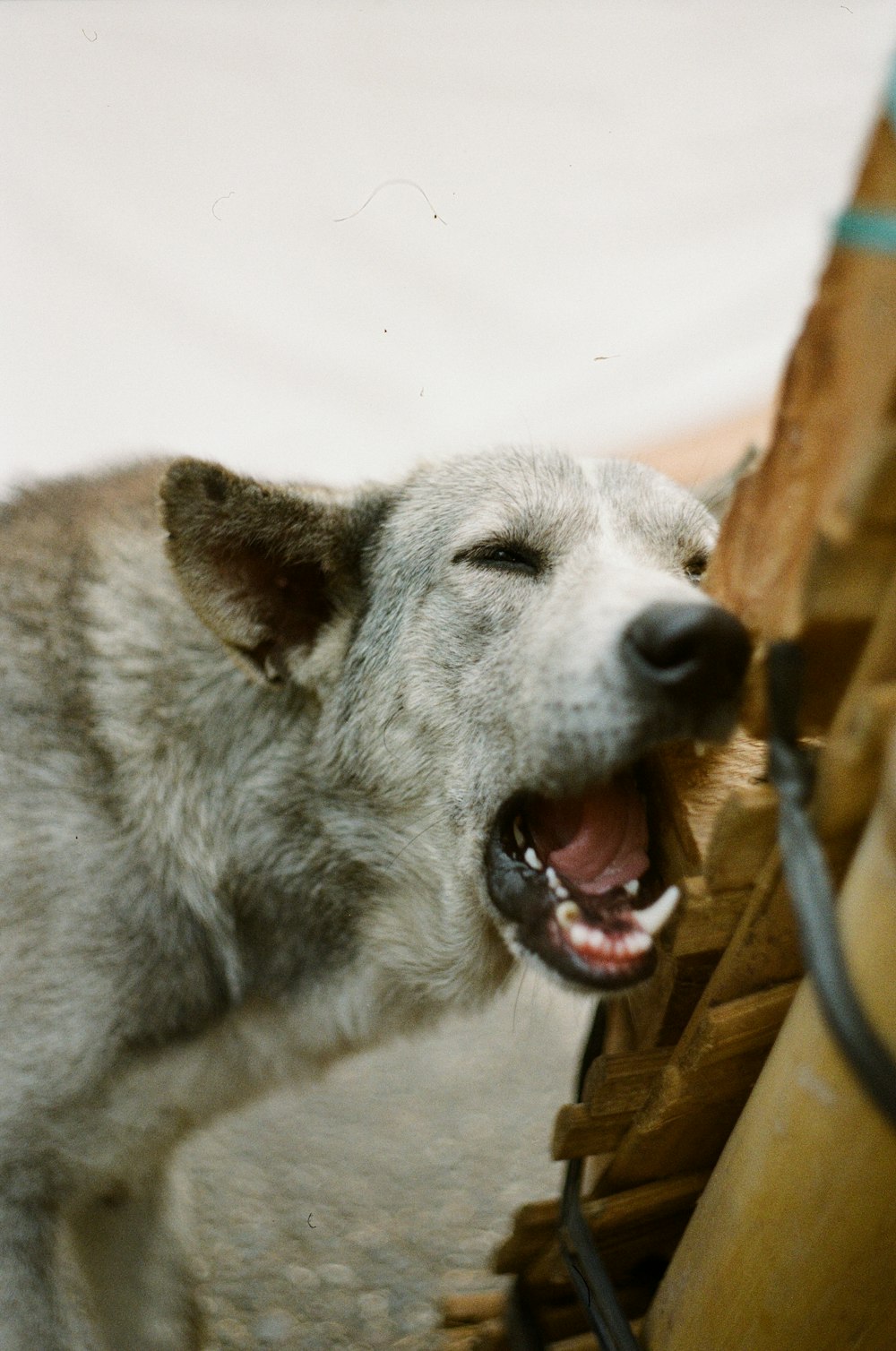 white and gray short coated dog