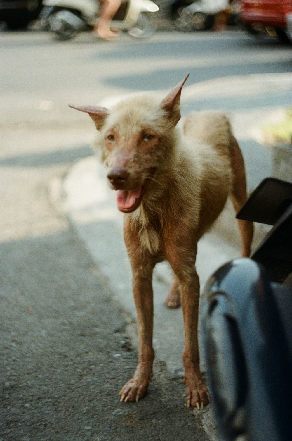 brown short coat medium dog on grey concrete road during daytime