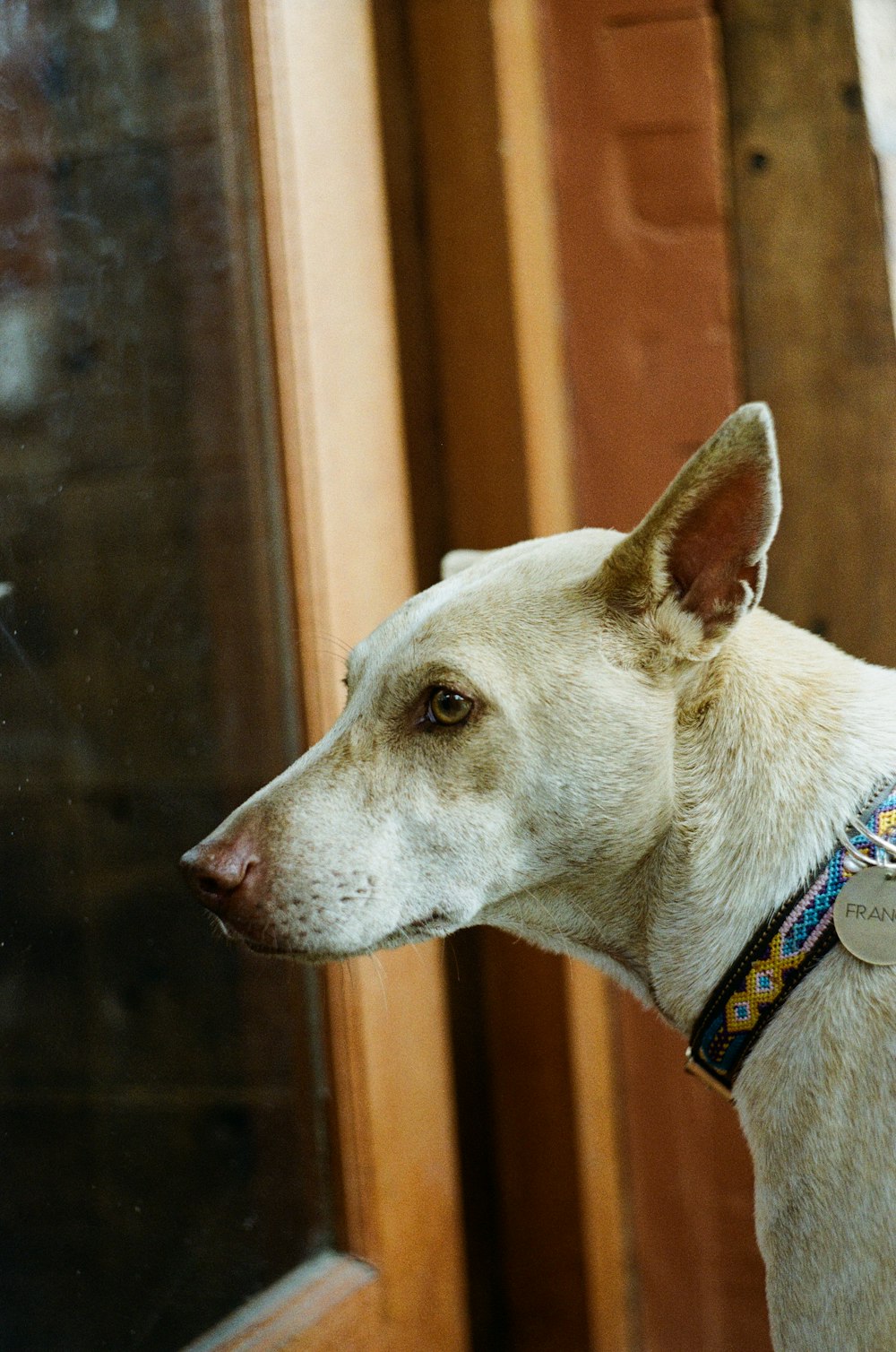 white short coated dog with blue collar