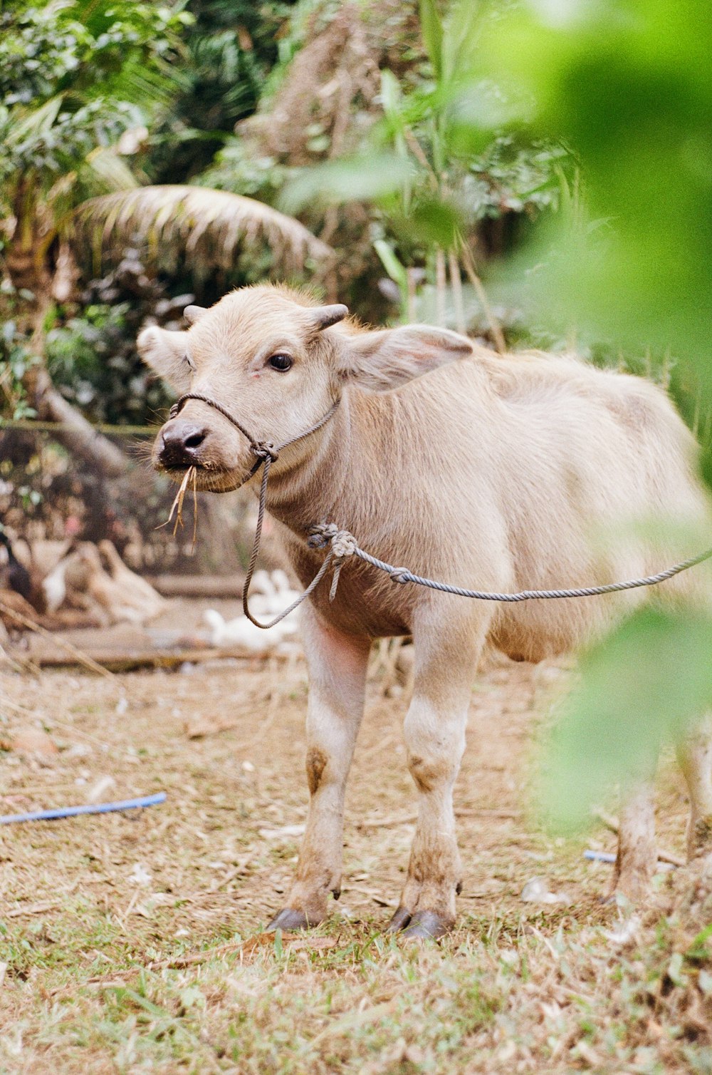 brown cow on brown soil during daytime