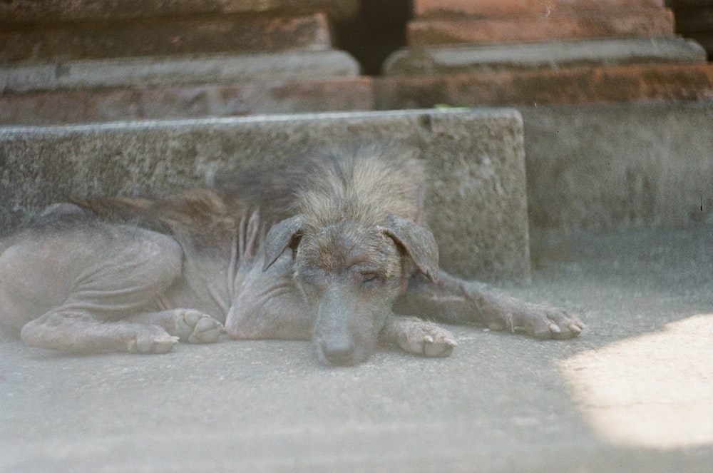 gray horse lying on ground