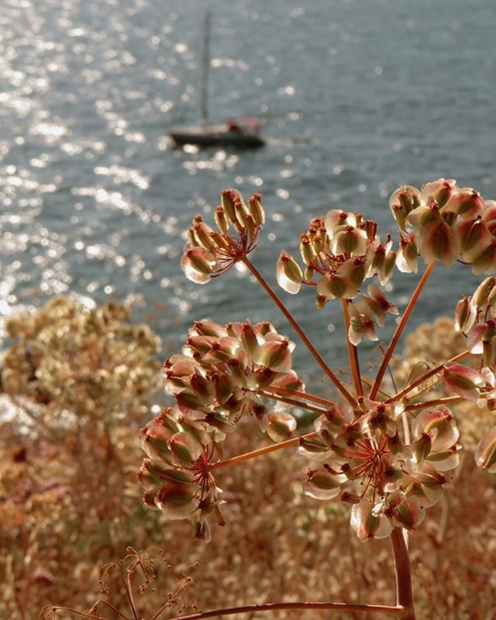 white flowers near body of water during daytime