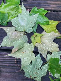 Fresh green leaves and oil drops on wooden surface