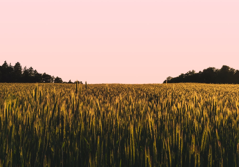 green grass field during daytime