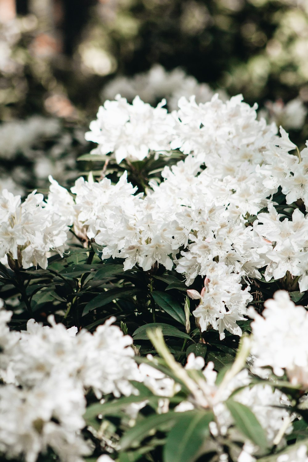 white flowers with green leaves