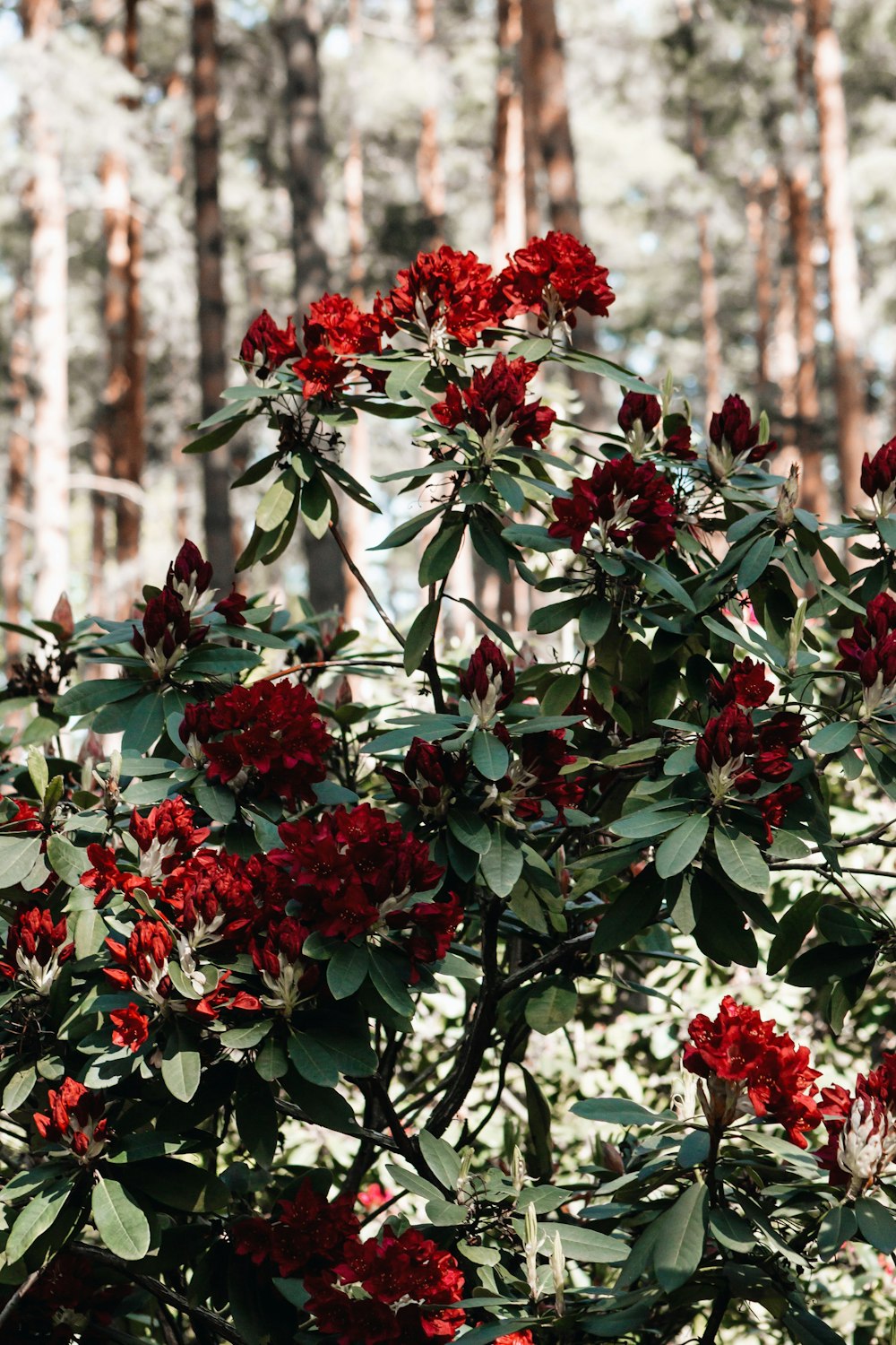 red and green leaf plant