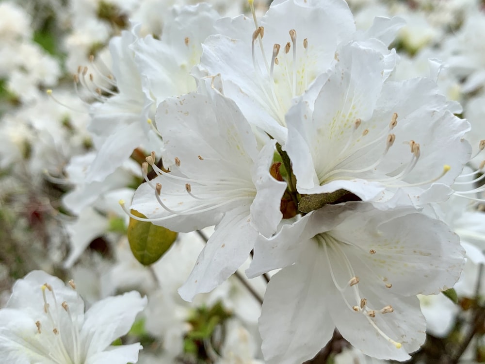 white flowers with green leaves