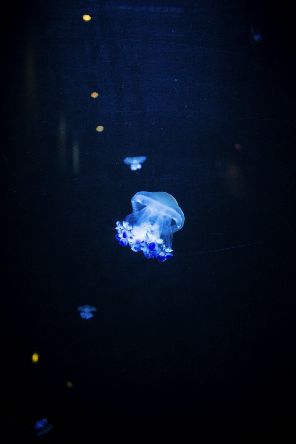 blue jellyfish in blue water