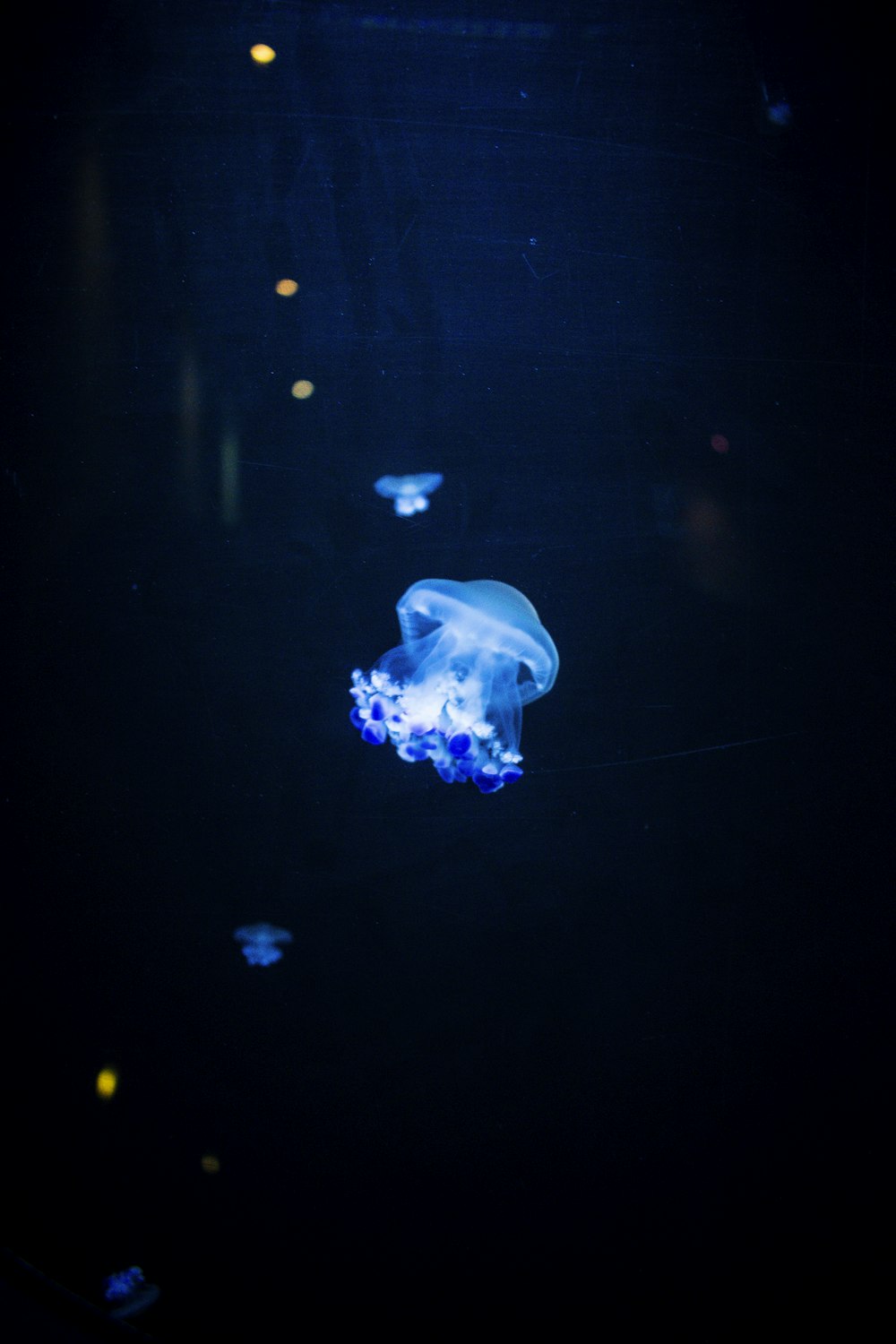 medusas azules en aguas azules