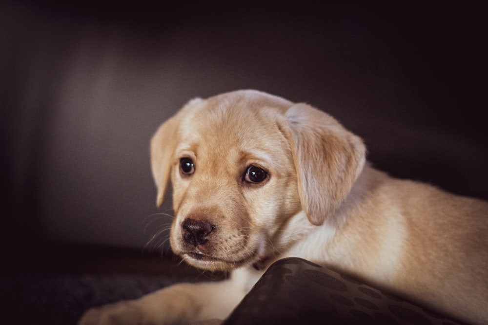 yellow labrador retriever puppy lying on black textile