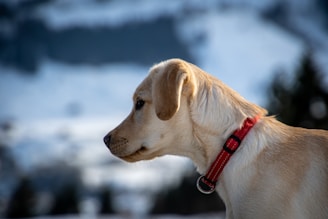 yellow labrador retriever with red and black leash