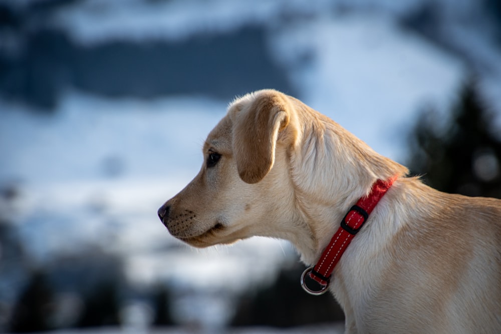 yellow labrador retriever with red and black leash