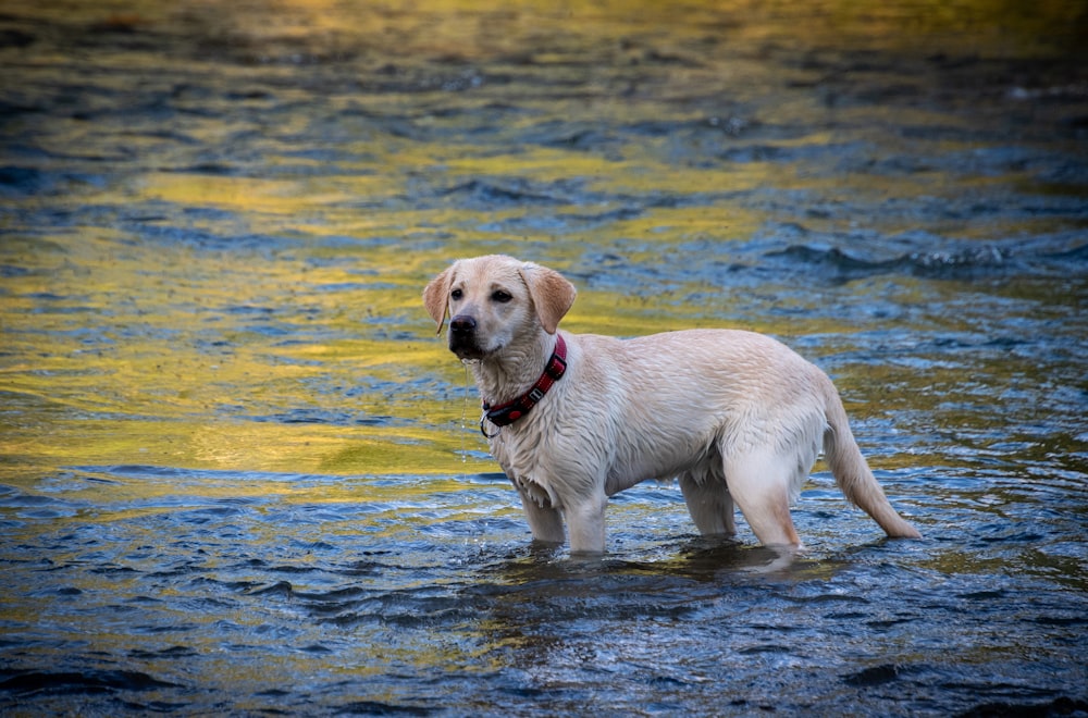 Labrador retriever giallo sull'acqua durante il giorno