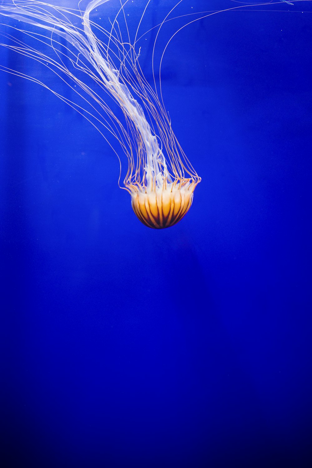 brown and white jellyfish in blue water