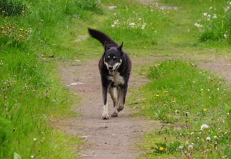 A black and white dog is running along a dirt path surrounded by lush green grass and scattered wildflowers. The dog appears to be energetic and joyful, with ears perked up and a slightly open mouth.