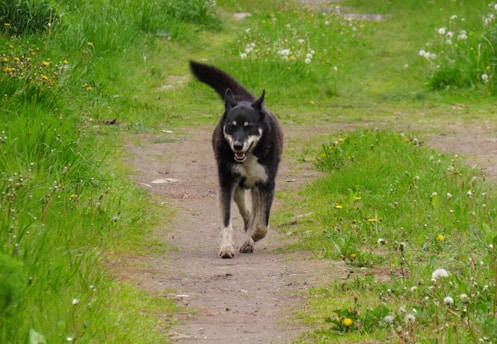 A black and white dog is running along a dirt path surrounded by lush green grass and scattered wildflowers. The dog appears to be energetic and joyful, with ears perked up and a slightly open mouth.