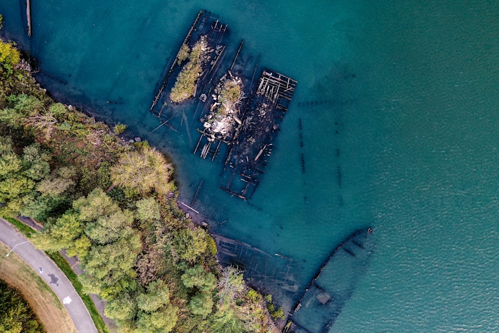 aerial view of green trees beside body of water during daytime