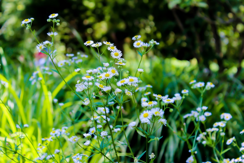 white and yellow flowers in tilt shift lens