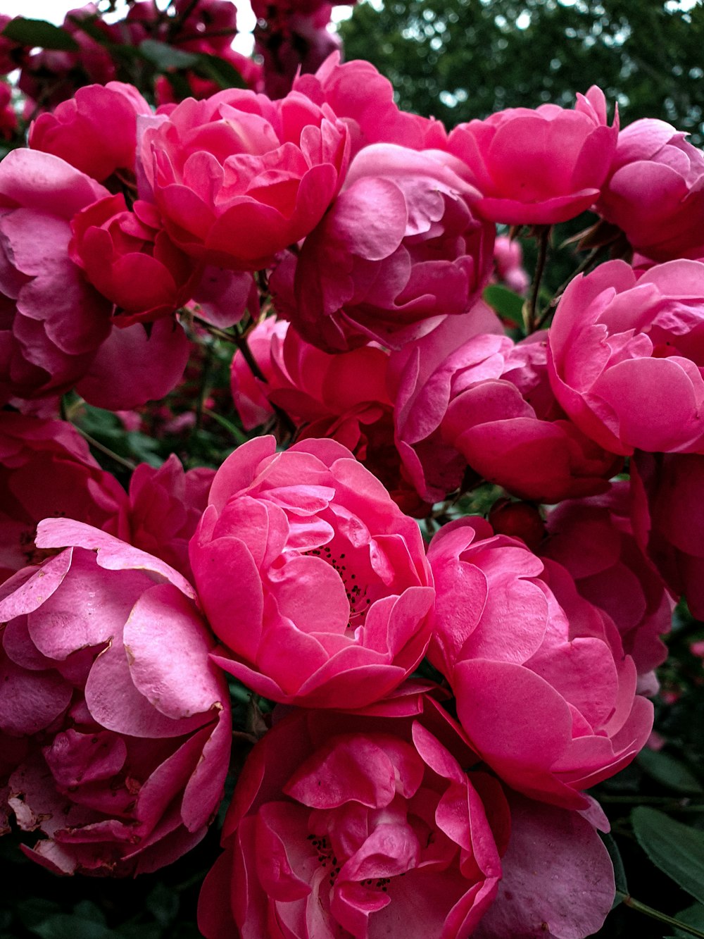 pink flowers in macro lens