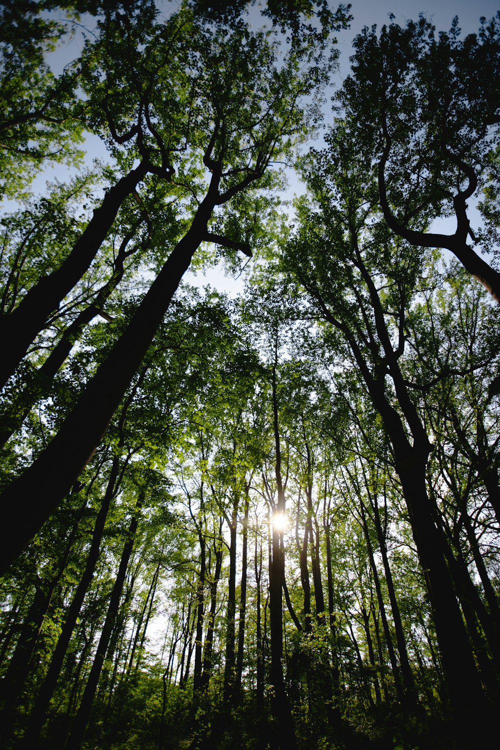 sun rays coming through trees