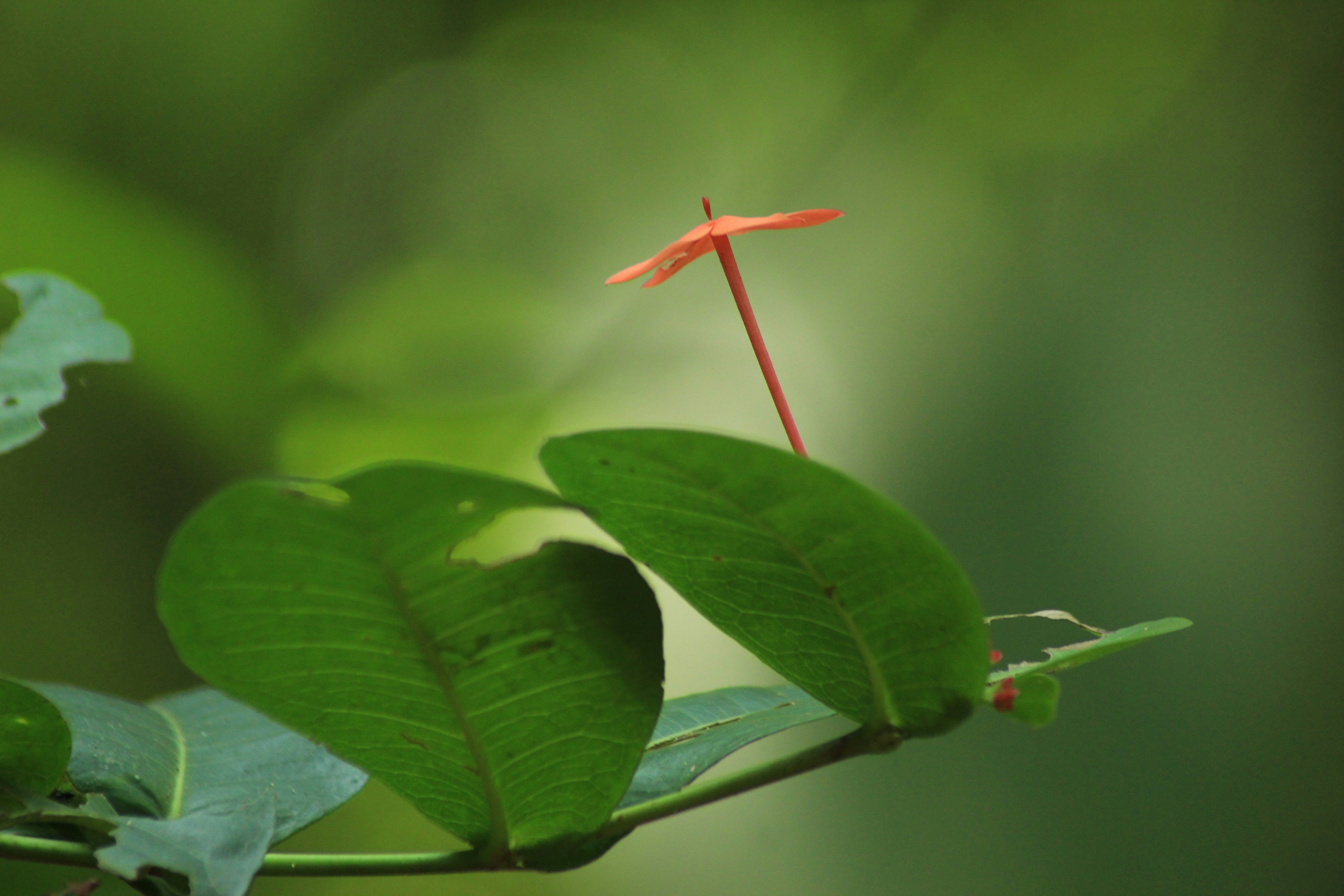 A small flower on a plant