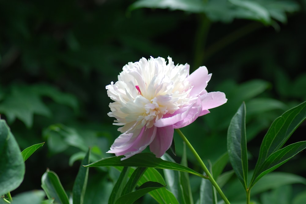 fleur blanche et rose en photo macro