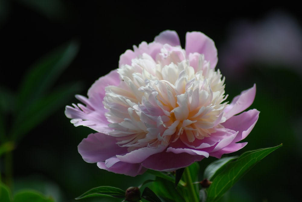 fleur rose et blanche en gros plan photographie