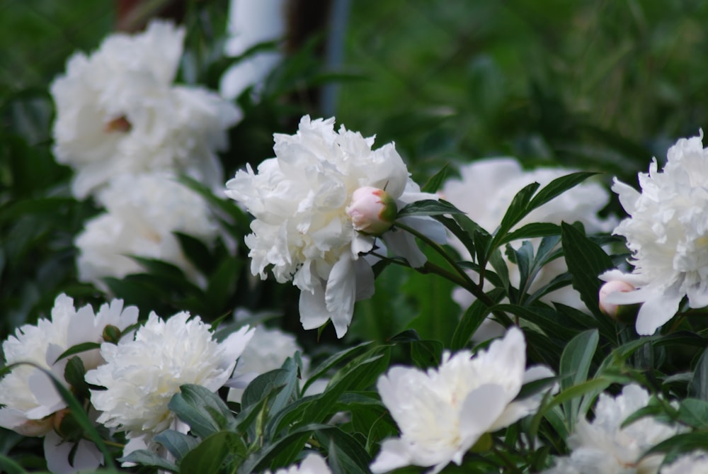 white flowers with green leaves