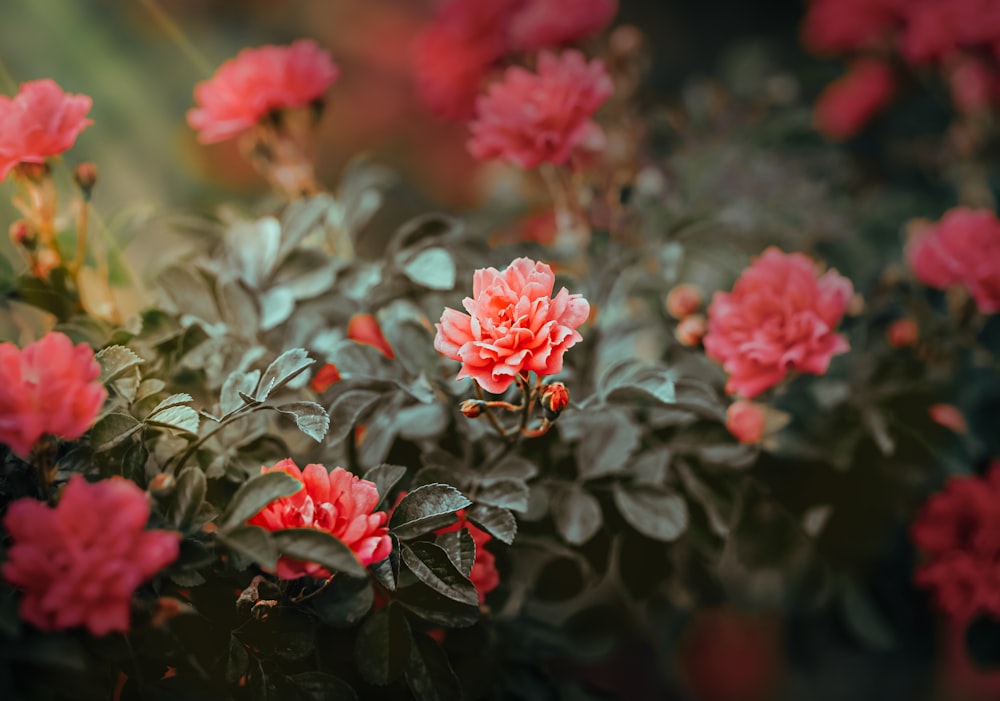 pink flowers with green leaves