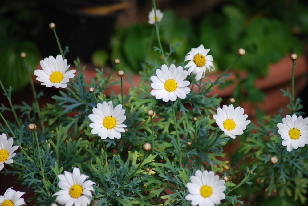 white and yellow flowers in brown pot