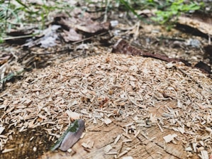 A tree stump in a natural setting covered with wood shavings and small pieces of debris. The ground around it is earthy with scattered leaves and some grass appearing in the background.