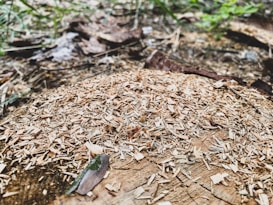 A tree stump in a natural setting covered with wood shavings and small pieces of debris. The ground around it is earthy with scattered leaves and some grass appearing in the background.