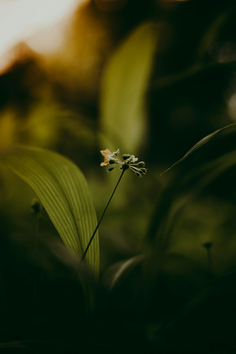 white flower in green plant