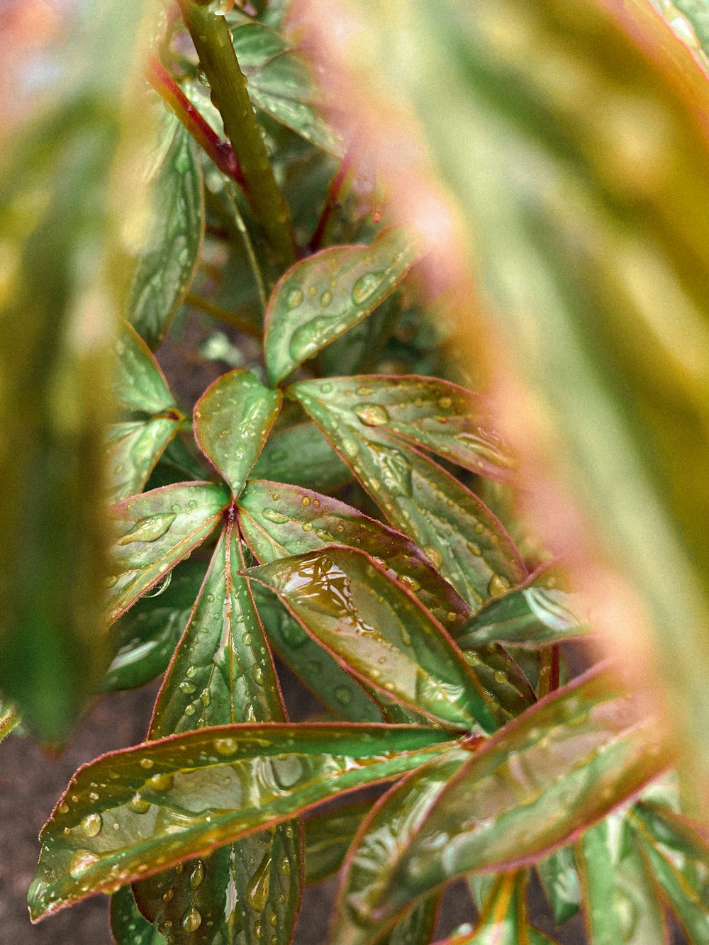 green leaf plant with water droplets