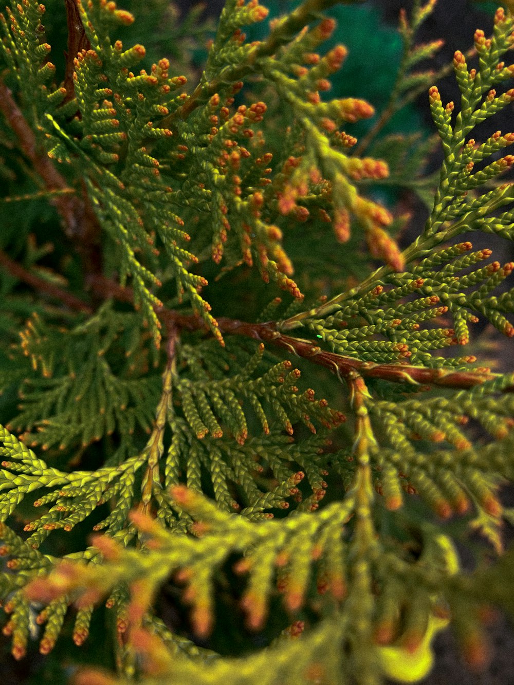 green pine tree leaves in close up photography