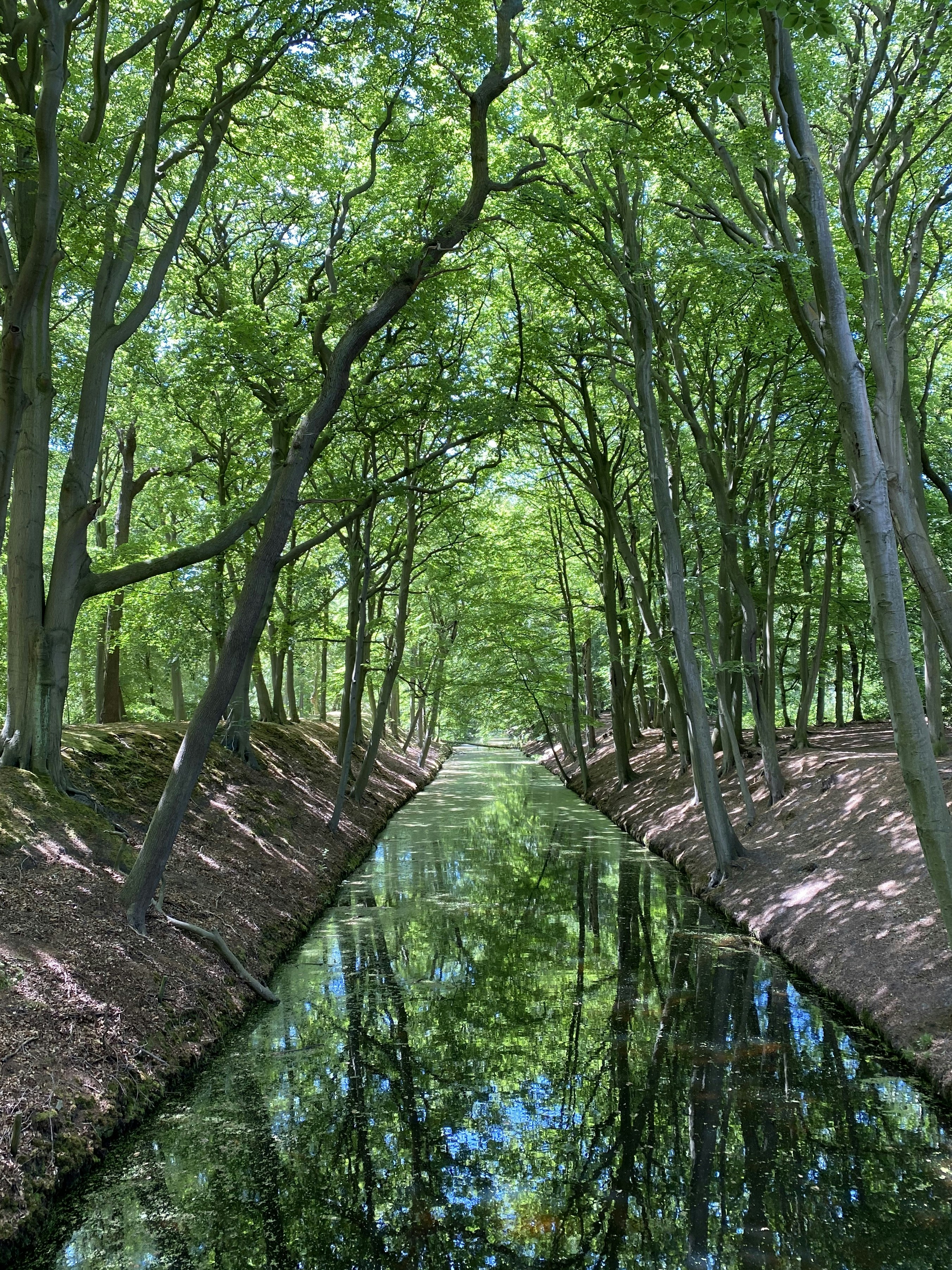 gray concrete pathway between green trees during daytime