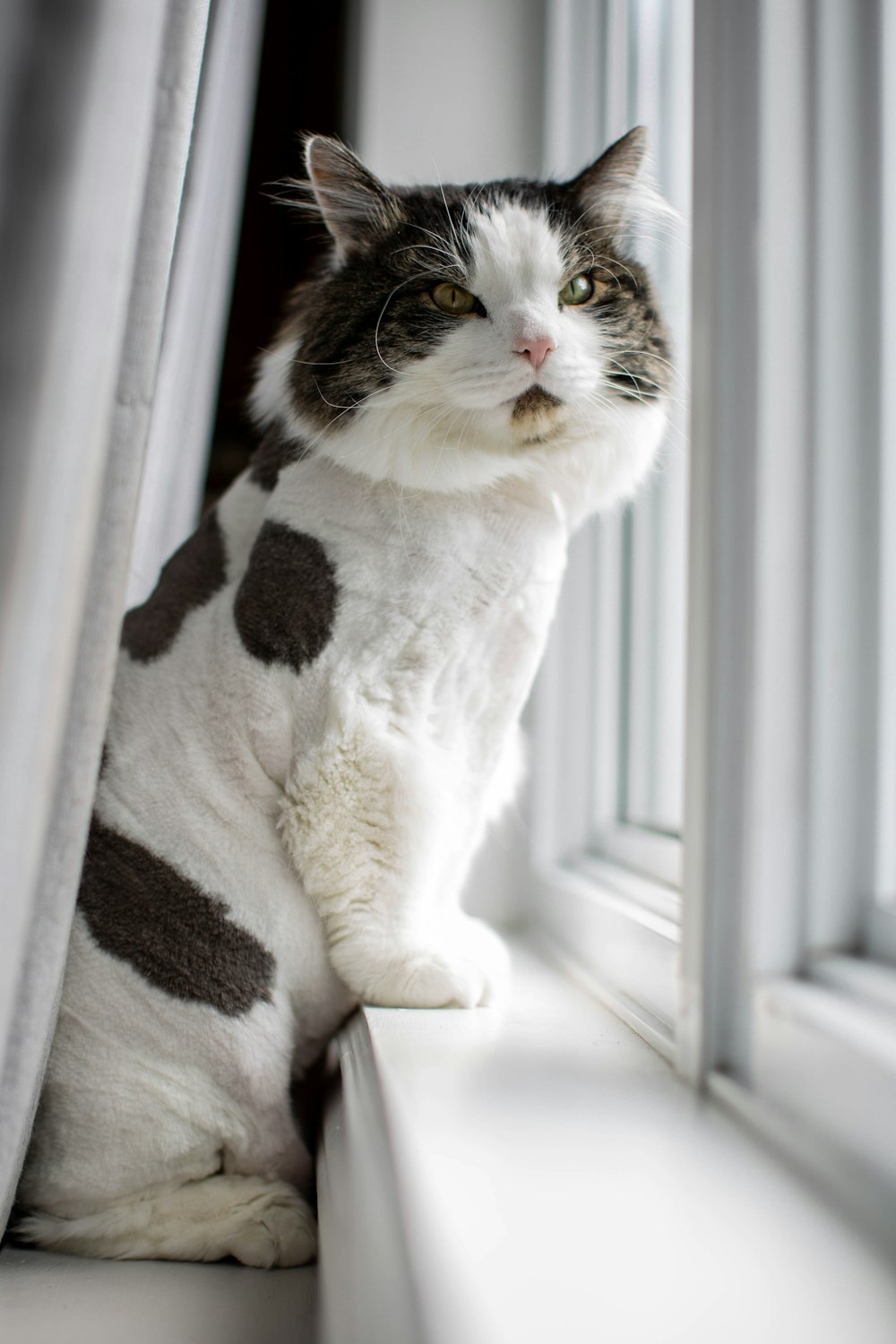 Gato blanco y negro sobre textil blanco