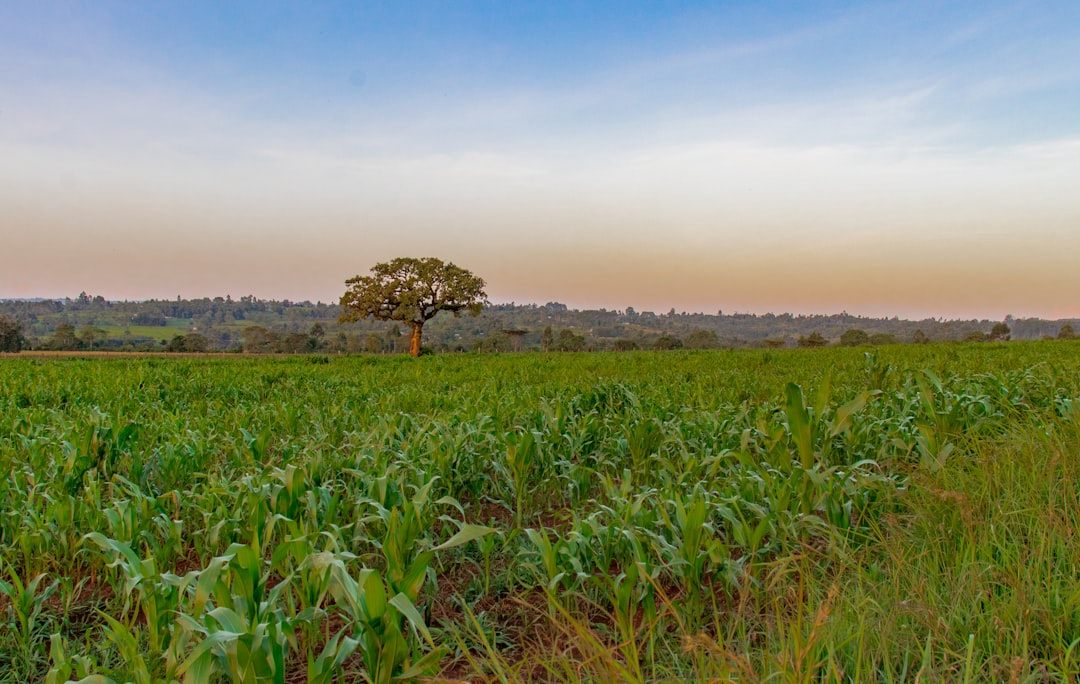 Plain photo spot Kapsabet Kenya