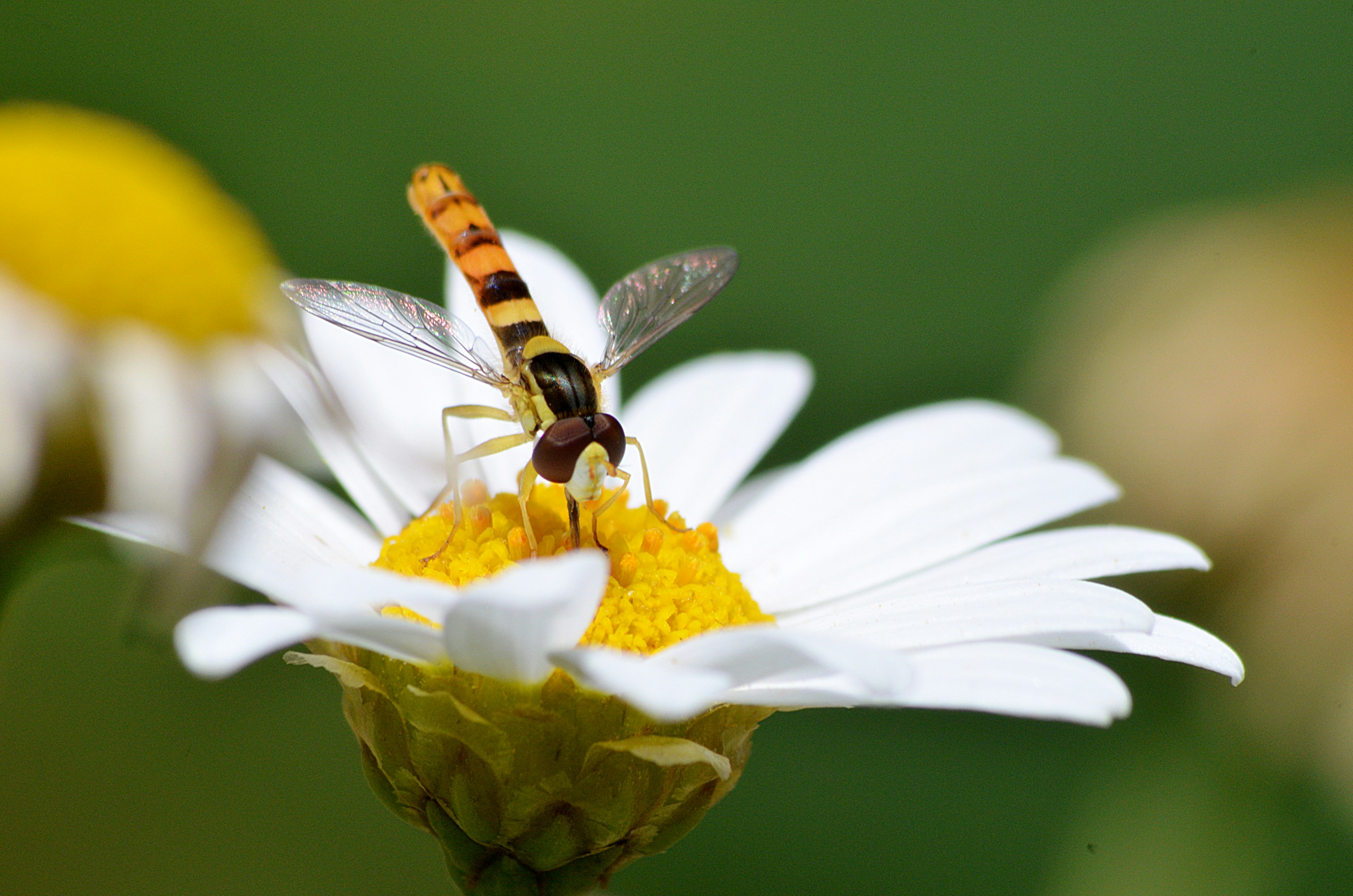 Photo by soufiane_photo_focus