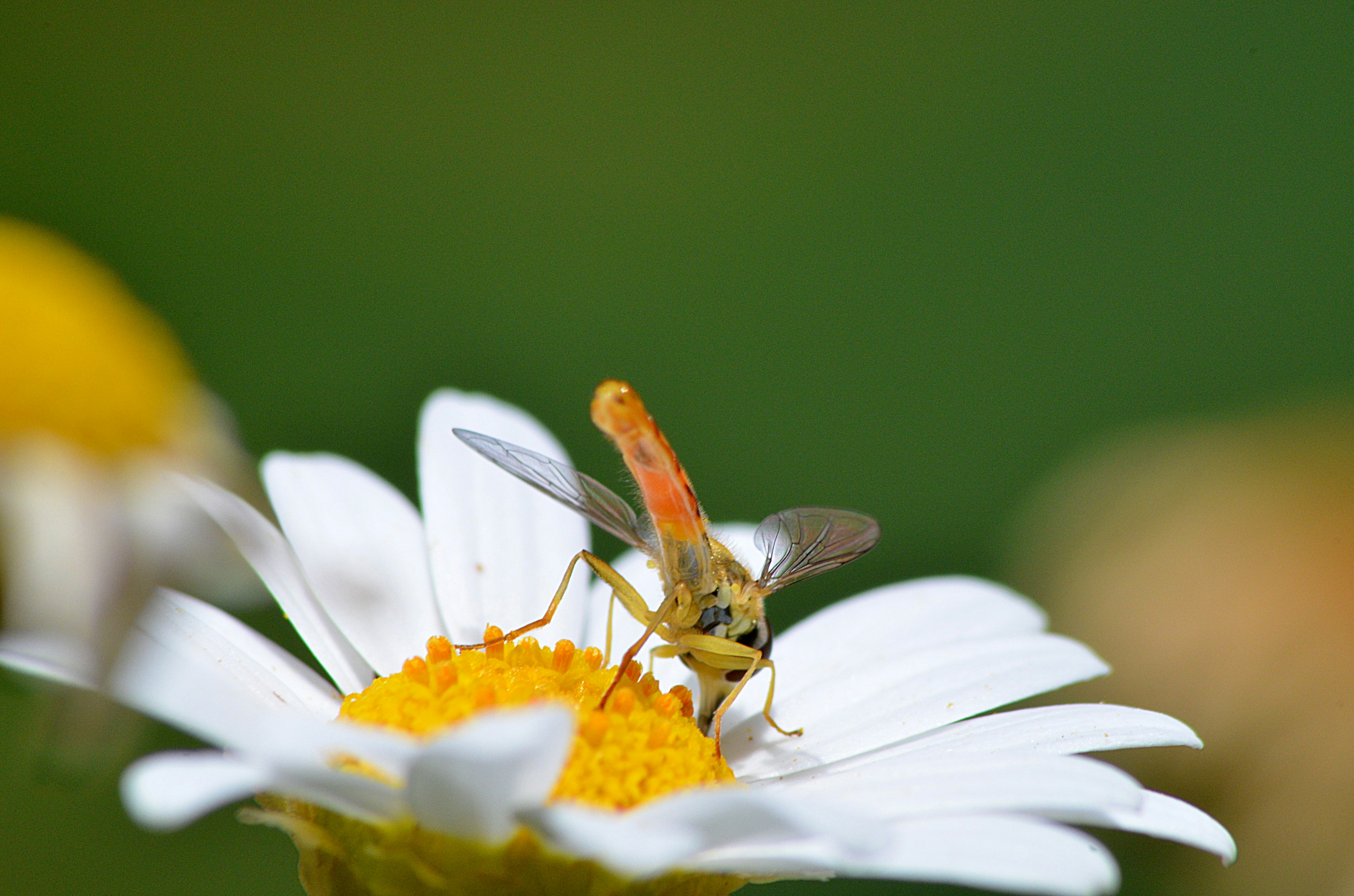 Photo by soufiane_photo_focus