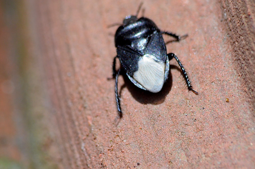 black and white beetle on brown wooden surface