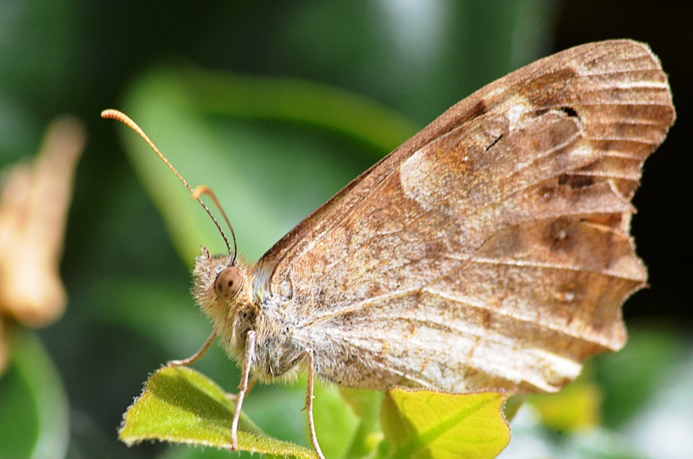 brown moth perched on green leaf in close up photography during daytime