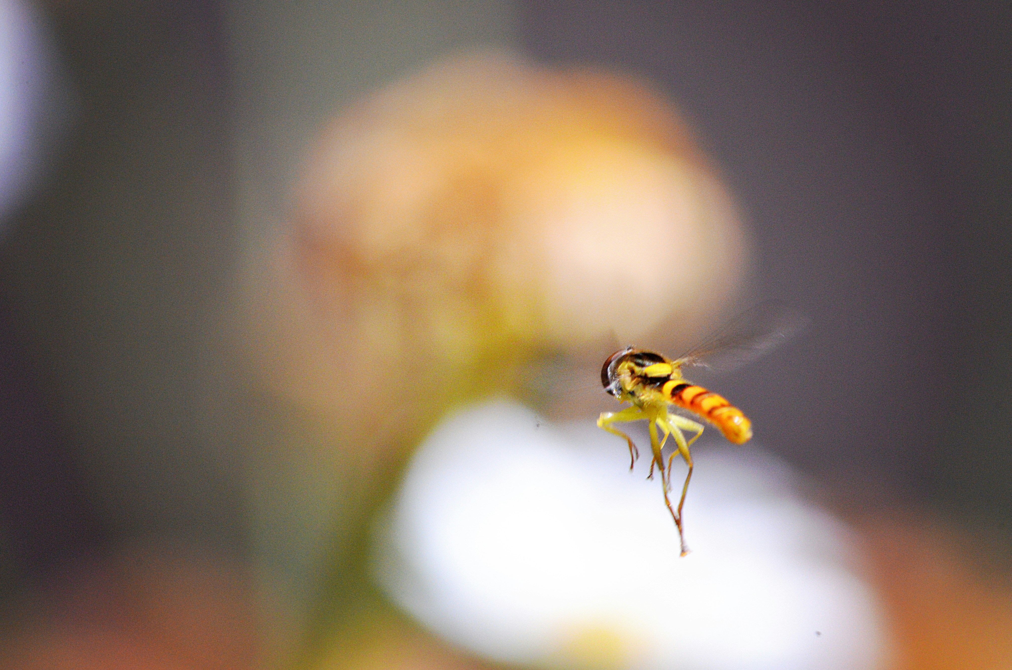 Photo by soufiane_photo_focus