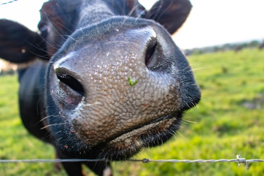 A close-up view of a cow's nose, with a green insect perched on it. The image captures the texture of the cow's skin and the vibrant green of the grass in the background.