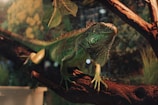 green and brown iguana on brown tree branch