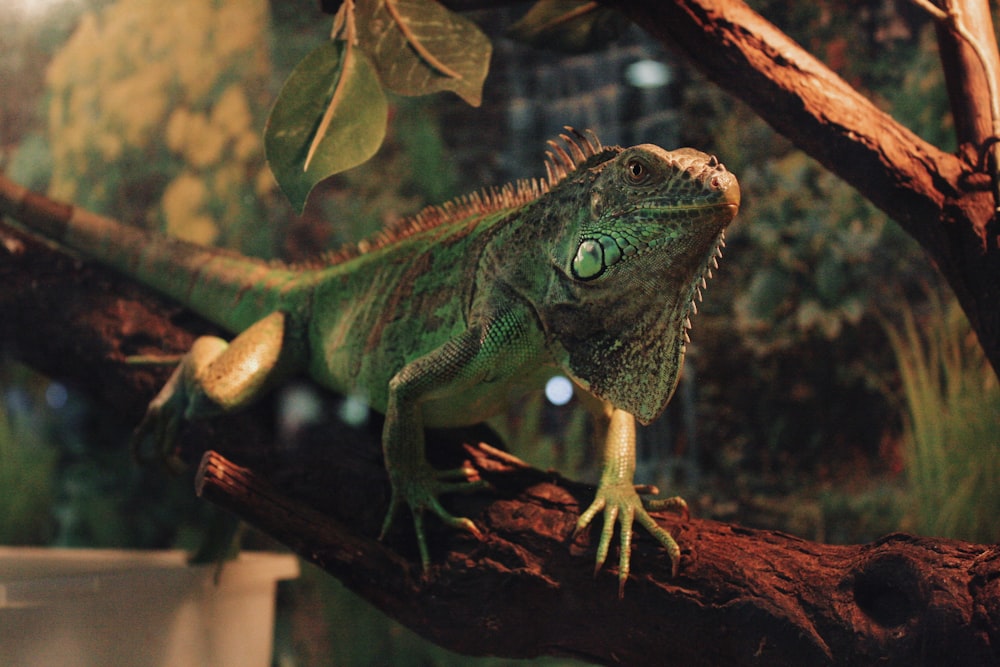 green and brown iguana on brown tree branch