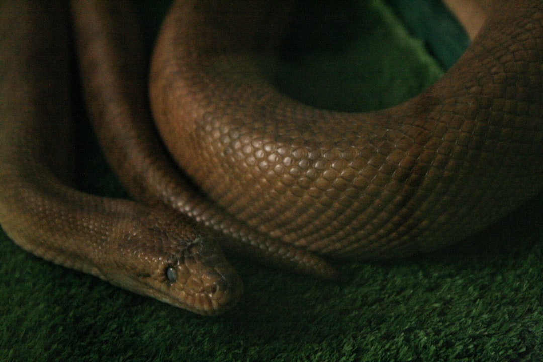 Photo de anaconda par Oleksandra Bardash