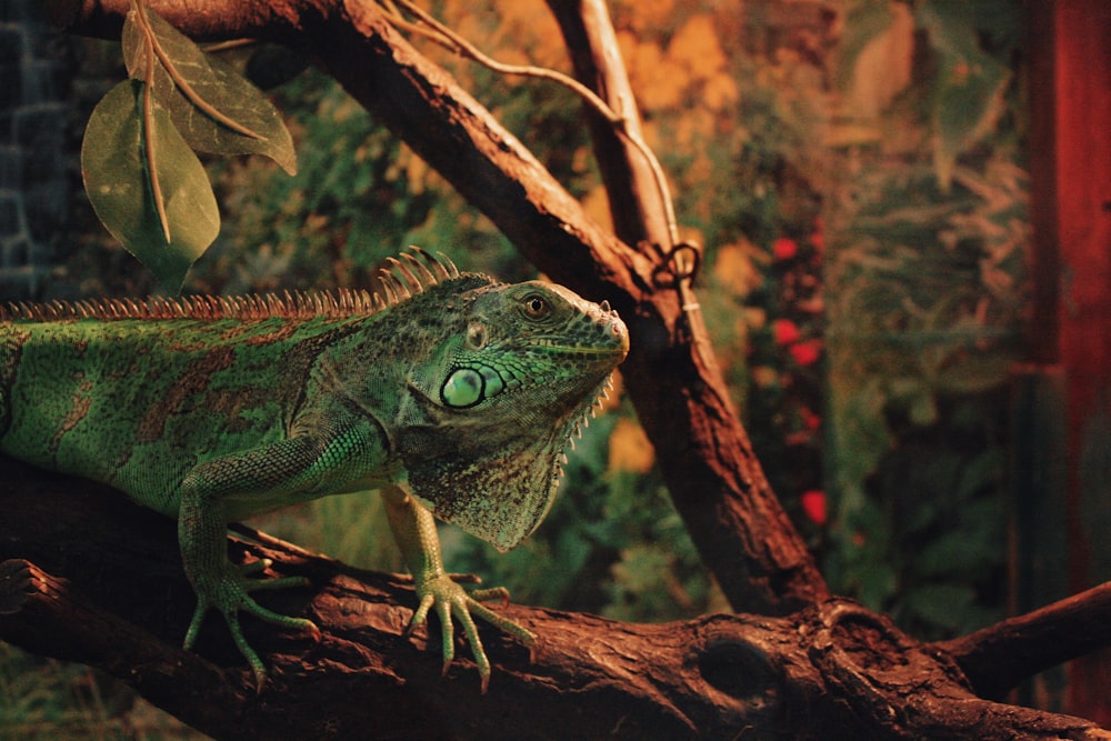 iguane vert et brun sur branche d’arbre brune