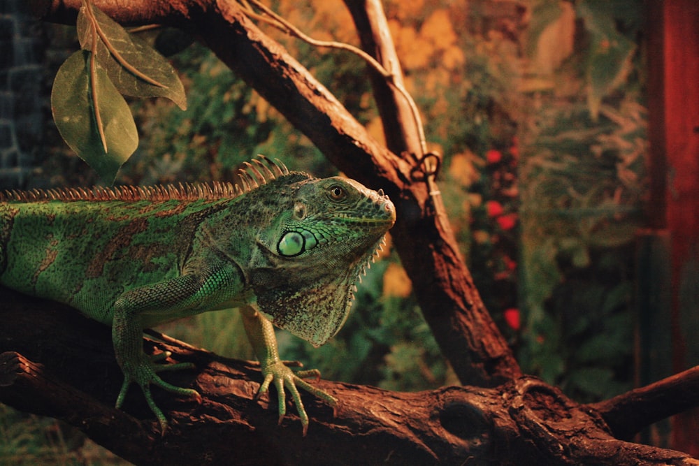 green and brown iguana on brown tree branch