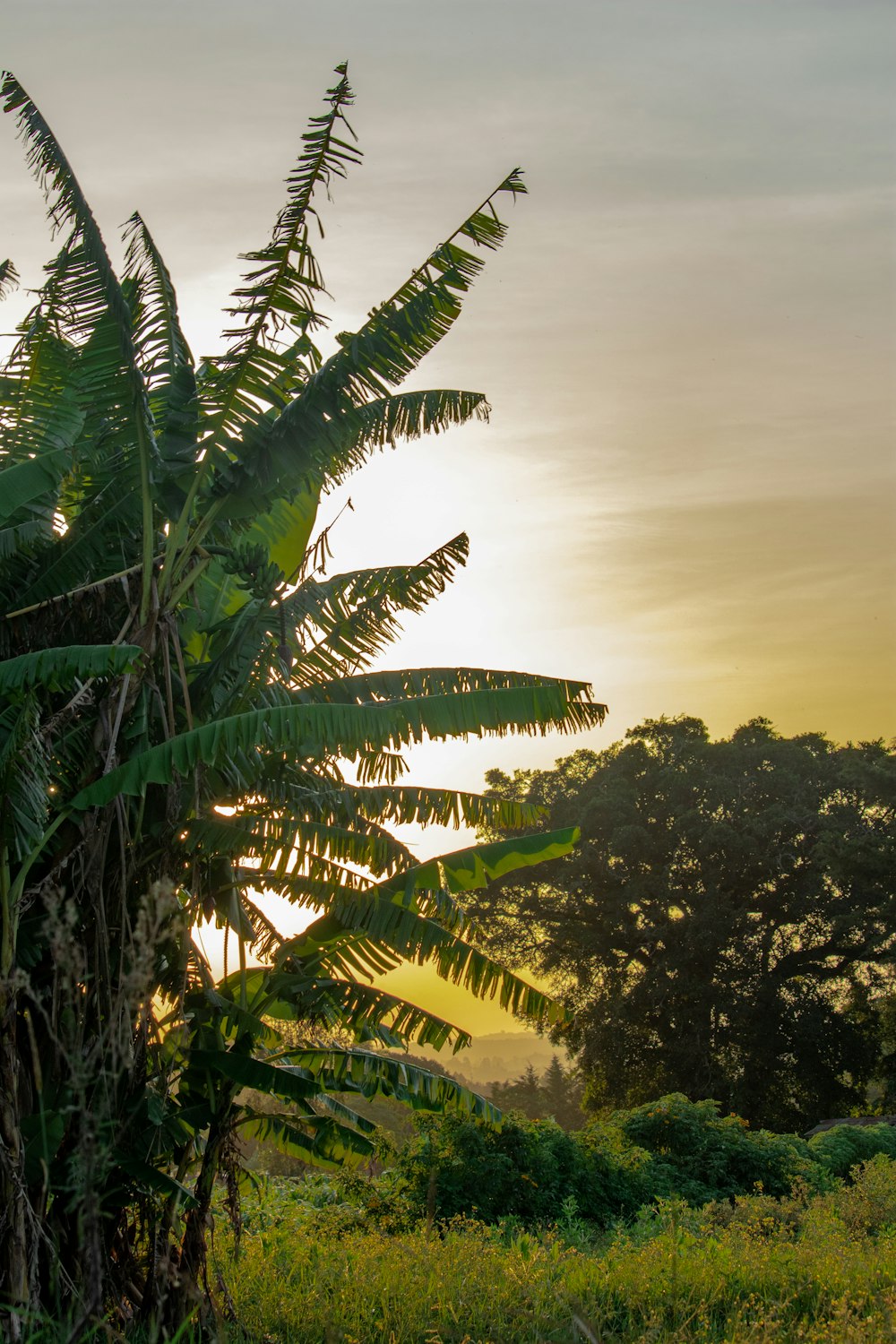 green palm tree under gray sky